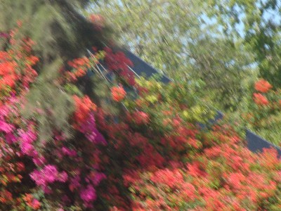 In the flowers