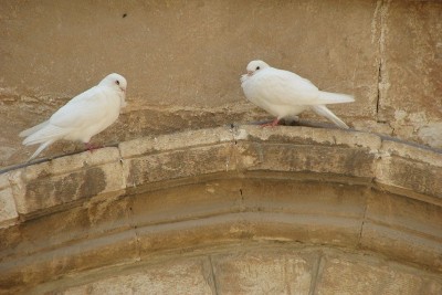 Two doves